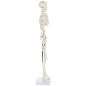 Alikeke Anatomy Lab Human Skeleton Model, 8" Mini Skeleton Replica Mounted to Base for Display, with Removable Skull Cap, Movable Arms and Legs, and Details of Human Bones