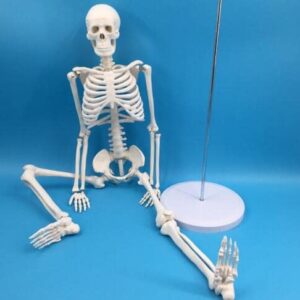 Alikeke Anatomy Lab Human Skeleton Model, 8" Mini Skeleton Replica Mounted to Base for Display, with Removable Skull Cap, Movable Arms and Legs, and Details of Human Bones