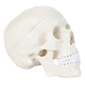alikeke human skull anatomical model, human anatomy head skeleton model 4.5x3.5x3.5 in, includes full set of teeth, removable skull cap and articulated mandible