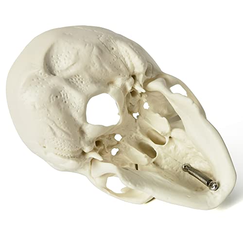 Mini Human Skull Model, 3 Part Anatomical Skull is 3.5" Tall, with Removable Skull Cap and Moving Jaw, Includes Full Set of Teeth, (3set) Fun Halloween Decorations