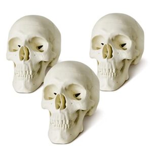 mini human skull model, 3 part anatomical skull is 3.5" tall, with removable skull cap and moving jaw, includes full set of teeth, (3set) fun halloween decorations