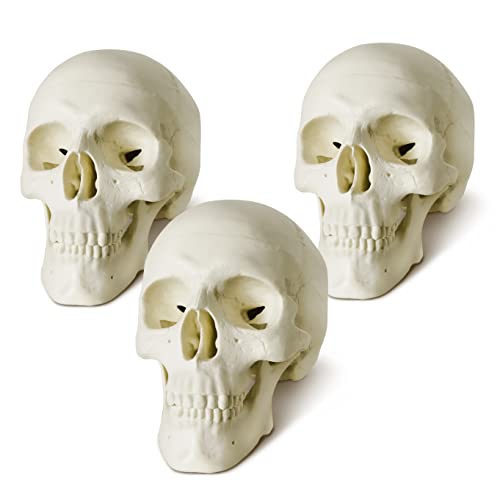 Mini Human Skull Model, 3 Part Anatomical Skull is 3.5" Tall, with Removable Skull Cap and Moving Jaw, Includes Full Set of Teeth, (3set) Fun Halloween Decorations