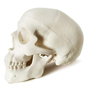 Mini Human Skull Model, 3 Part Anatomical Skull is 3.5" Tall, with Removable Skull Cap and Moving Jaw, Includes Full Set of Teeth, (3set) Fun Halloween Decorations