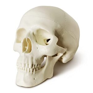 Mini Human Skull Model, 3 Part Anatomical Skull is 3.5" Tall, with Removable Skull Cap and Moving Jaw, Includes Full Set of Teeth, (3set) Fun Halloween Decorations