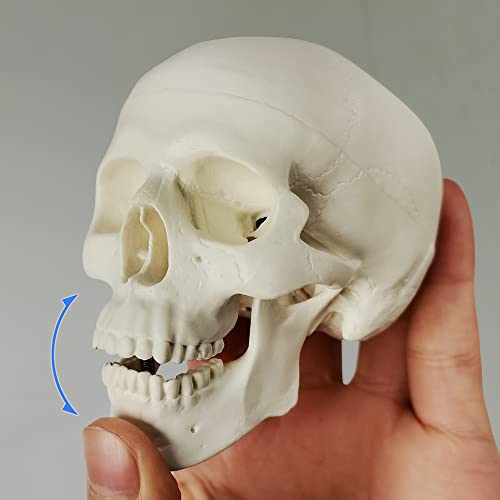 Mini Human Skull Model, 3 Part Anatomical Skull is 3.5" Tall, with Removable Skull Cap and Moving Jaw, Includes Full Set of Teeth, (3set) Fun Halloween Decorations