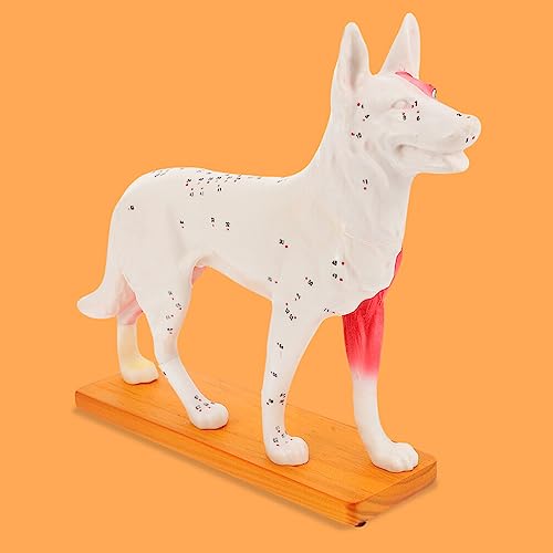 4D Vision Dog Anatomy Model, Dog Model Anatomy Teaching Tool Animal Pressure Points Veterinary Training for Animal Teaching Demonstration, Pet Clinic Veterinary TrainingSchool Teaching Tool