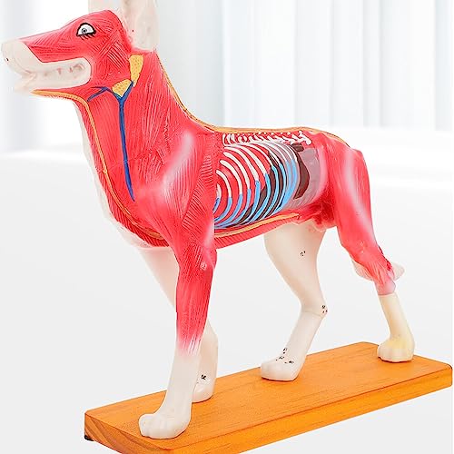 4D Vision Dog Anatomy Model, Dog Model Anatomy Teaching Tool Animal Pressure Points Veterinary Training for Animal Teaching Demonstration, Pet Clinic Veterinary TrainingSchool Teaching Tool