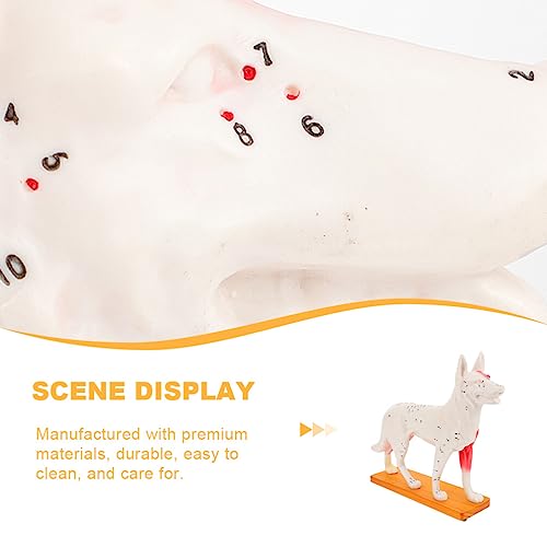 4D Vision Dog Anatomy Model, Dog Model Anatomy Teaching Tool Animal Pressure Points Veterinary Training for Animal Teaching Demonstration, Pet Clinic Veterinary TrainingSchool Teaching Tool