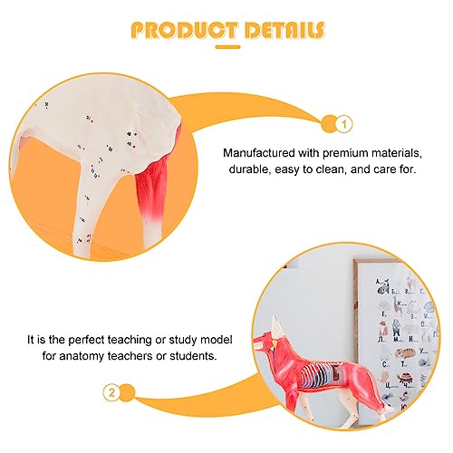 4D Vision Dog Anatomy Model, Dog Model Anatomy Teaching Tool Animal Pressure Points Veterinary Training for Animal Teaching Demonstration, Pet Clinic Veterinary TrainingSchool Teaching Tool