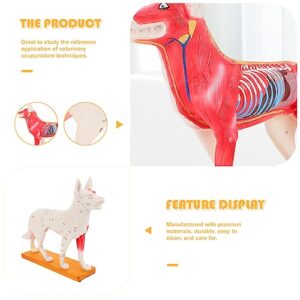 4D Vision Dog Anatomy Model, Dog Model Anatomy Teaching Tool Animal Pressure Points Veterinary Training for Animal Teaching Demonstration, Pet Clinic Veterinary TrainingSchool Teaching Tool