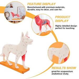 4D Vision Dog Anatomy Model, Dog Model Anatomy Teaching Tool Animal Pressure Points Veterinary Training for Animal Teaching Demonstration, Pet Clinic Veterinary TrainingSchool Teaching Tool