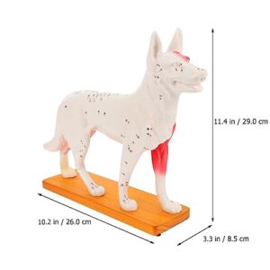 4D Vision Dog Anatomy Model, Dog Model Anatomy Teaching Tool Animal Pressure Points Veterinary Training for Animal Teaching Demonstration, Pet Clinic Veterinary TrainingSchool Teaching Tool