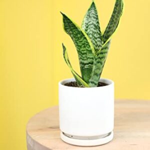 Essential Houseplant Collection (4PK) Live Plants Indoor Plants Live Houseplants in Plant Pots, Easy House Plants Indoors Live, Snake Plant, Pothos in Potting Soil, Clean Air Plants by Plants for Pets