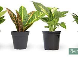 Essential Houseplant Collection (4PK) Live Plants Indoor Plants Live Houseplants in Plant Pots, Easy House Plants Indoors Live, Snake Plant, Pothos in Potting Soil, Clean Air Plants by Plants for Pets