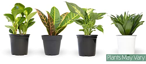 Essential Houseplant Collection (4PK) Live Plants Indoor Plants Live Houseplants in Plant Pots, Easy House Plants Indoors Live, Snake Plant, Pothos in Potting Soil, Clean Air Plants by Plants for Pets