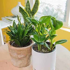 Essential Houseplant Collection (4PK) Live Plants Indoor Plants Live Houseplants in Plant Pots, Easy House Plants Indoors Live, Snake Plant, Pothos in Potting Soil, Clean Air Plants by Plants for Pets