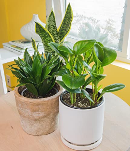 Essential Houseplant Collection (4PK) Live Plants Indoor Plants Live Houseplants in Plant Pots, Easy House Plants Indoors Live, Snake Plant, Pothos in Potting Soil, Clean Air Plants by Plants for Pets