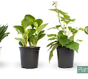 Essential Houseplant Collection (4PK) Live Plants Indoor Plants Live Houseplants in Plant Pots, Easy House Plants Indoors Live, Snake Plant, Pothos in Potting Soil, Clean Air Plants by Plants for Pets