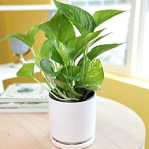 Essential Houseplant Collection (4PK) Live Plants Indoor Plants Live Houseplants in Plant Pots, Easy House Plants Indoors Live, Snake Plant, Pothos in Potting Soil, Clean Air Plants by Plants for Pets