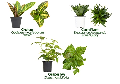 Essential Houseplant Collection (4PK) Live Plants Indoor Plants Live Houseplants in Plant Pots, Easy House Plants Indoors Live, Snake Plant, Pothos in Potting Soil, Clean Air Plants by Plants for Pets