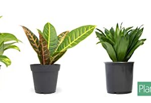 Essential Houseplant Collection (4PK) Live Plants Indoor Plants Live Houseplants in Plant Pots, Easy House Plants Indoors Live, Snake Plant, Pothos in Potting Soil, Clean Air Plants by Plants for Pets