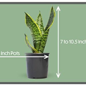 Essential Houseplant Collection (4PK) Live Plants Indoor Plants Live Houseplants in Plant Pots, Easy House Plants Indoors Live, Snake Plant, Pothos in Potting Soil, Clean Air Plants by Plants for Pets