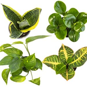 Essential Houseplant Collection (4PK) Live Plants Indoor Plants Live Houseplants in Plant Pots, Easy House Plants Indoors Live, Snake Plant, Pothos in Potting Soil, Clean Air Plants by Plants for Pets