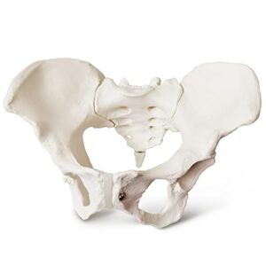 2023 new female pelvis model,life size female pelvic skeleton model, anatomy medical model for science education, study of the anatomical features