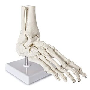 new horizon medical models life size foot and ankle model