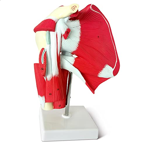 Muscled Shoulder Joint Model – Shows Complete Shoulder Musculature from Rotator Cuff to Subscapular Muscles – Includes Base, Product Manual and 3 Year Warranty