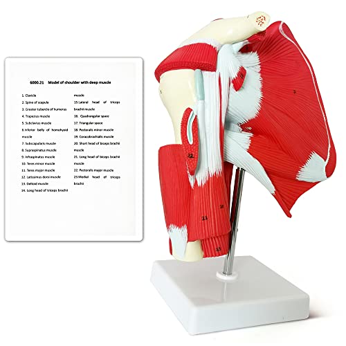 Muscled Shoulder Joint Model – Shows Complete Shoulder Musculature from Rotator Cuff to Subscapular Muscles – Includes Base, Product Manual and 3 Year Warranty