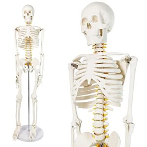 human skeleton model for anatomy 34” tall life size skeleton with detachable metal base for classroom teaching and lab study