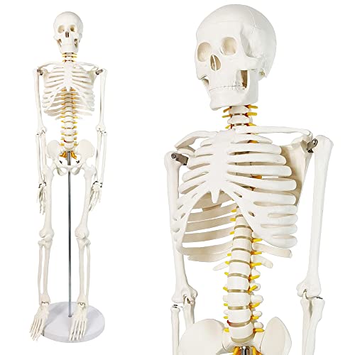 Human Skeleton Model for Anatomy 34” Tall Life Size Skeleton with Detachable Metal Base for Classroom Teaching and Lab Study