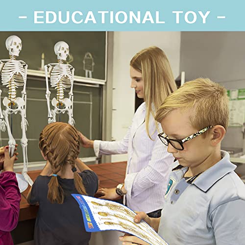 Human Skeleton Model for Anatomy 34” Tall Life Size Skeleton with Detachable Metal Base for Classroom Teaching and Lab Study