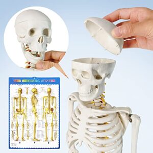 Human Skeleton Model for Anatomy 34” Tall Life Size Skeleton with Detachable Metal Base for Classroom Teaching and Lab Study