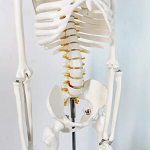 Human Skeleton Model for Anatomy 34” Tall Life Size Skeleton with Detachable Metal Base for Classroom Teaching and Lab Study