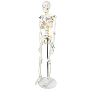 Human Skeleton Model for Anatomy 34” Tall Life Size Skeleton with Detachable Metal Base for Classroom Teaching and Lab Study