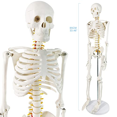 Human Skeleton Model for Anatomy 34” Tall Life Size Skeleton with Detachable Metal Base for Classroom Teaching and Lab Study