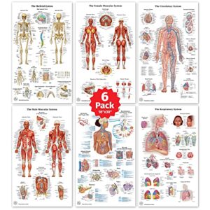 6 anatomy posters - 18x30, medical posters, skeletal system, female and male muscular systems, respiratory system, circulatory system, endocrine system, anatomical charts, human anatomy learning, nursing, chiropractic, medical decor, laminated