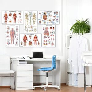 6 Anatomy Posters - 18x30, Medical Posters, Skeletal System, Female and Male Muscular Systems, Respiratory System, Circulatory System, Endocrine System, Anatomical Charts, Human Anatomy Learning, Nursing, Chiropractic, Medical Decor, Laminated