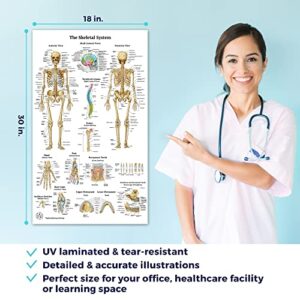 6 Anatomy Posters - 18x30, Medical Posters, Skeletal System, Female and Male Muscular Systems, Respiratory System, Circulatory System, Endocrine System, Anatomical Charts, Human Anatomy Learning, Nursing, Chiropractic, Medical Decor, Laminated