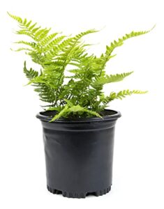 autumn fern plants live outdoor plants, fern plant live plants outdoor live fern potting soil, landscape edging perennial plants for shade, outdoor plants live ferns for outdoors by plants for pets