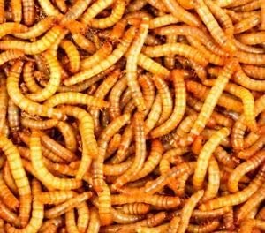 Surmen Legacy 3000 Count Live Mealworms (3/4-1 Inches)