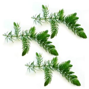 canton aquatics live aquarium 3 hornwort bunch plants - excellent oxygenator - easy to maintain plant - removing excess nitrates - promote high water quality - 3-5 stems per bunch