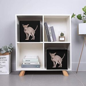 Hairless Sphynx Cat Collapsible Storage Bins Basics Folding Fabric Storage Cubes Organizer Boxes with Handles