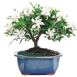 brussel's live gardenia outdoor bonsai tree - 4 years old; 6" to 8" tall with decorative container - not sold in arizona