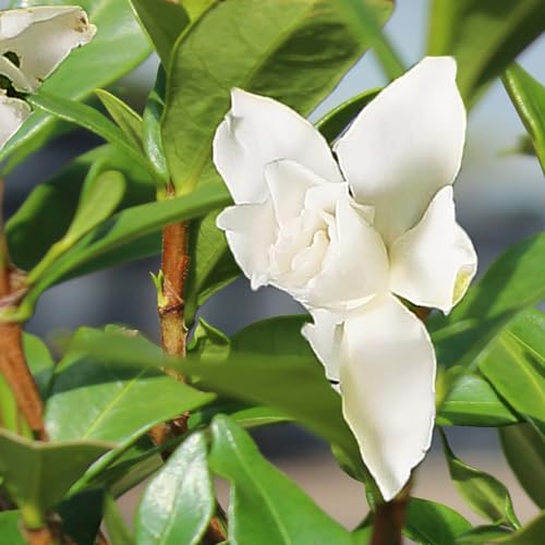 Brussel's Live Gardenia Outdoor Bonsai Tree - 4 Years Old; 6" to 8" Tall with Decorative Container - Not Sold in Arizona