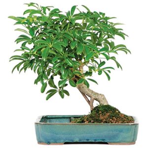 brussel's live hawaiian umbrella indoor bonsai tree in water pot - 5 years old; 8" to 12" tall