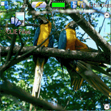 zlauncher backgrounds birds pack volume 1 downloadable software