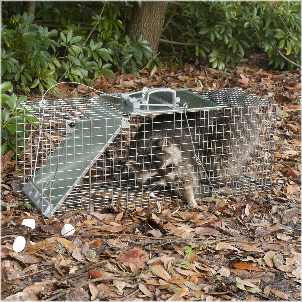 Havahart 1085 Large 1-Door Easy Set & Release Humane Live Animal Trap for Armadillos, Cats, Groundhogs, Muskrats, Nutria, Opossums, Racoons, Skunks, and Other Similar-Sized Animals